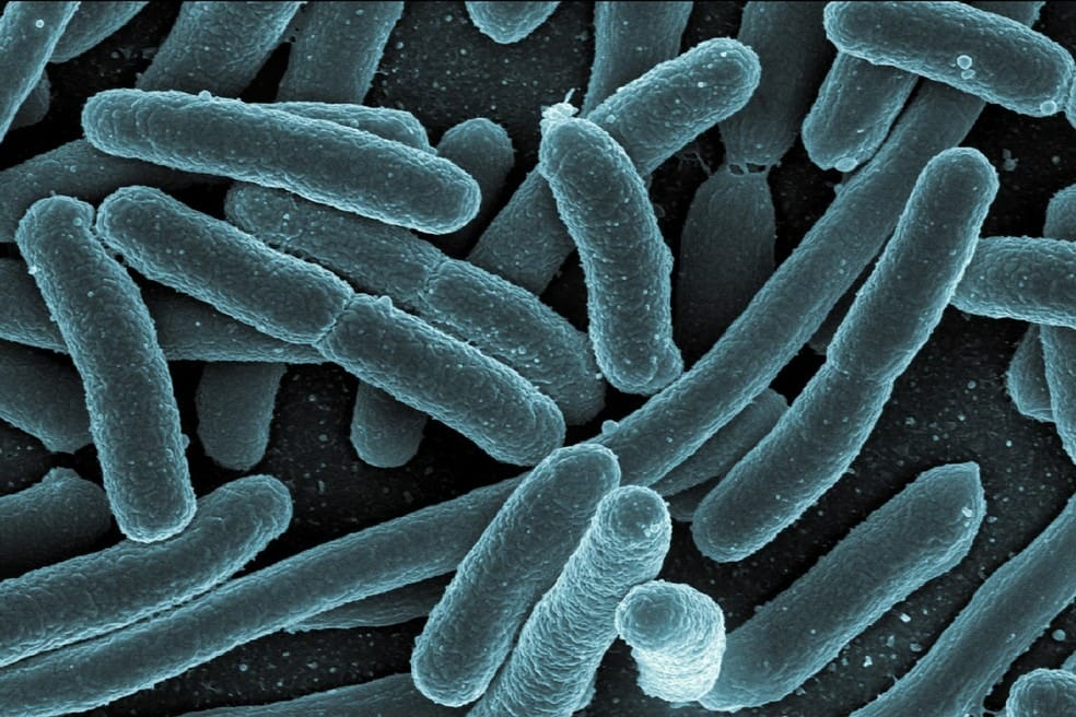 esporulação bacteriana